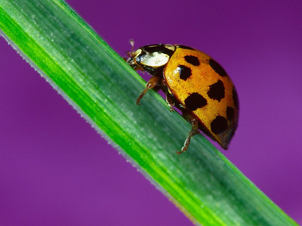 The Little Ladybug